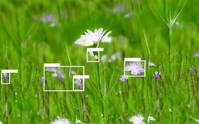 Finding Flow – flower meadow with white and violet blossoms, overlaid with white object-detection markers