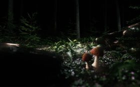 Hella – dark forest floor with mushrooms, ferns and small flowers in atmospheric light